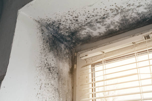 Affordable Basement Mold Removal solutions in Cliffwood, NJ
